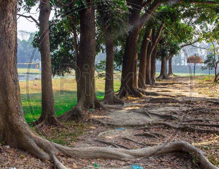 Tree In A Row In The Garden I Captured This Image On 5Th February 2019 From Sonargaon, Bangladesh, South Asia