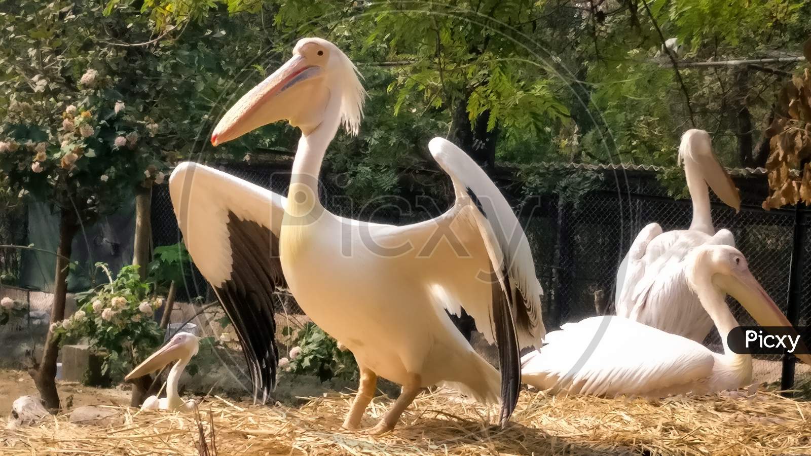 Great white pelican, Bird in the zoo