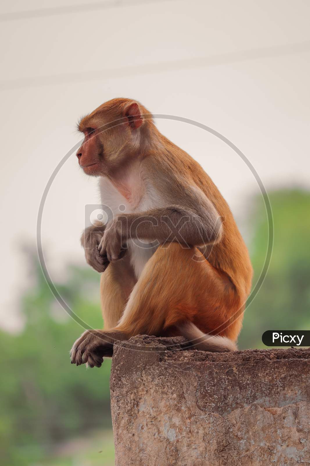 Image of Monkey sitting on wall , Rhesus macaque monkey ,Funny ...