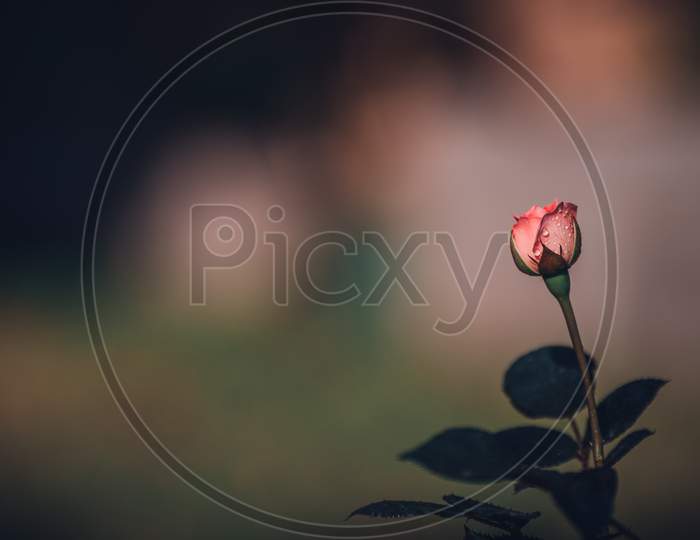 Beautiful Pink Rosebud About To Bloom In The Morning, Negative Space For Adding Text On The Left Of The Photograph.