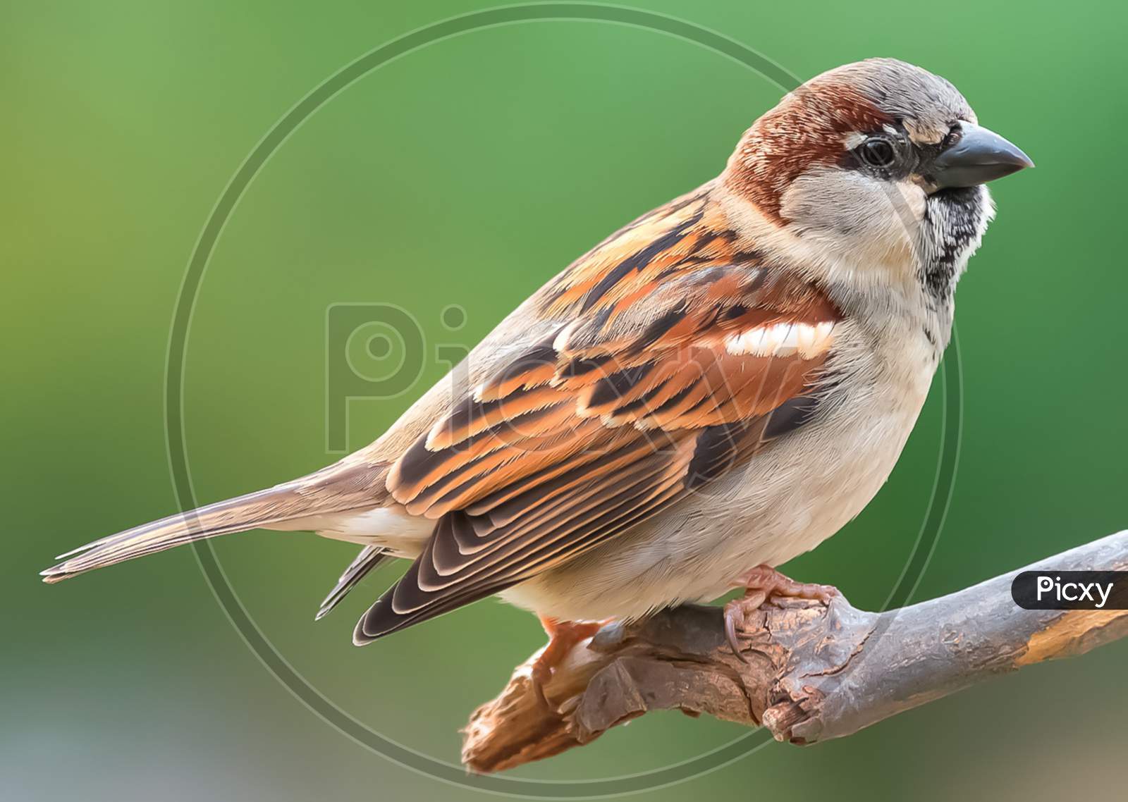 House sparrow jpg image