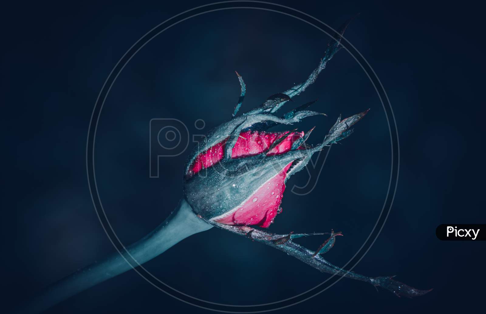 Pink Rose Bud And Long Sepals Close Up Photograph In A Dark Background.