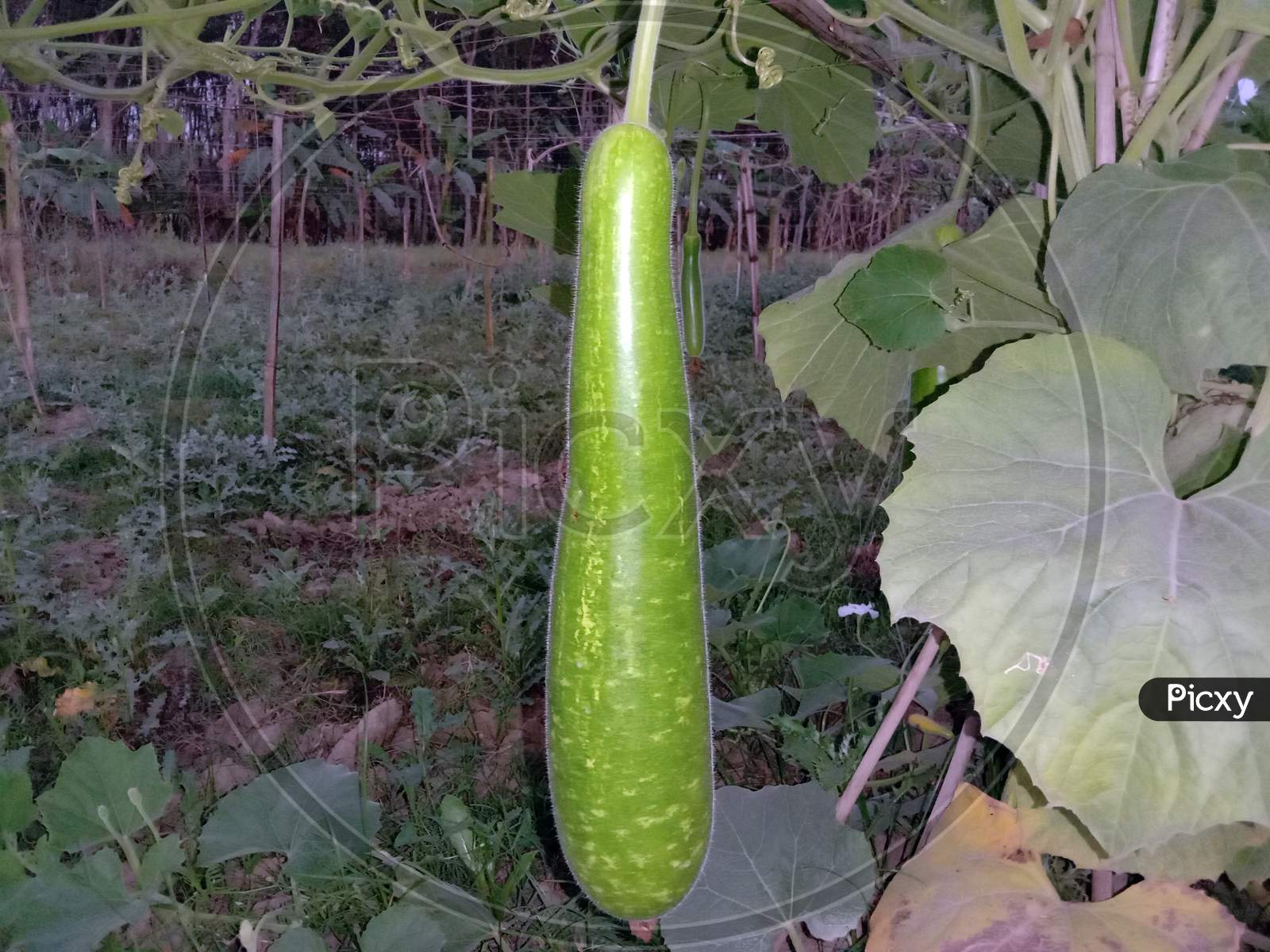 Healthy And Tasty Bottle Gourd On Firm