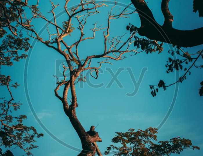 Dark Silhouette Tree Branch And Cool Blueish Tone Evening Sky Photograph, Sunlight Hitting The Top Of The Tree Branches,