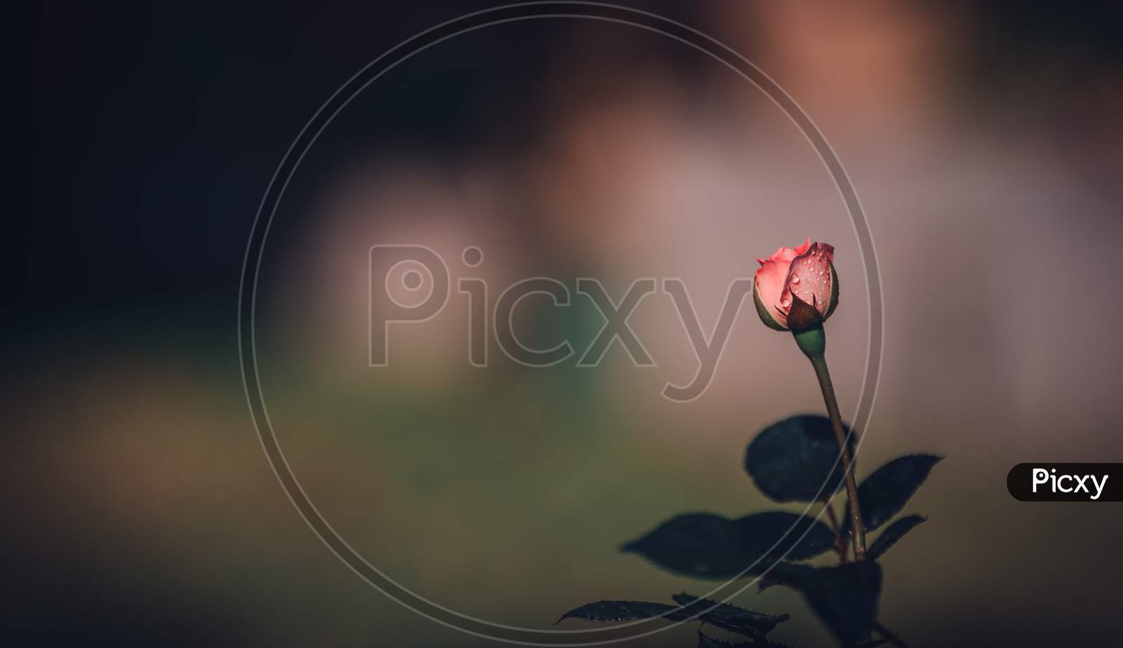 Beautiful Pink Rosebud About To Bloom In The Morning, Negative Space For Adding Text On The Left Of The Photograph.