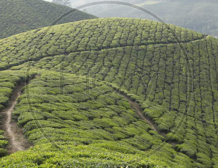 Tea Plantation foarm