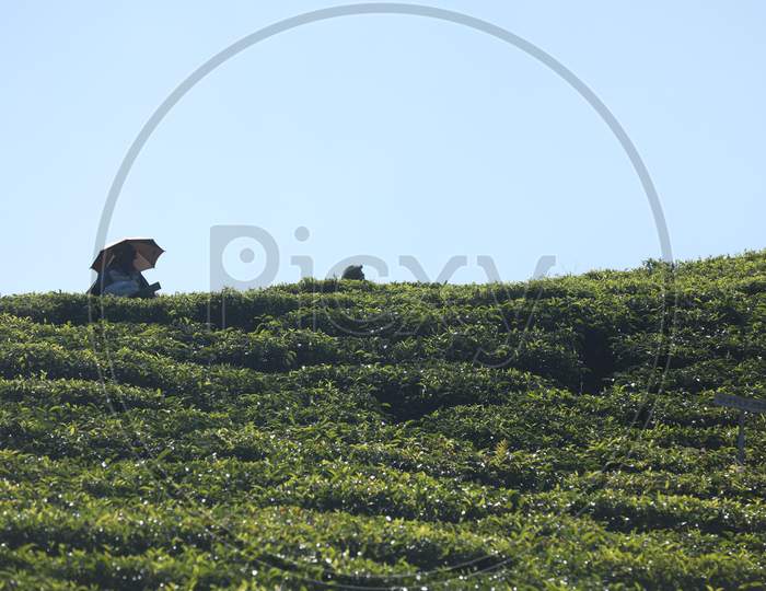 Workers at Tea Plantation Foarm