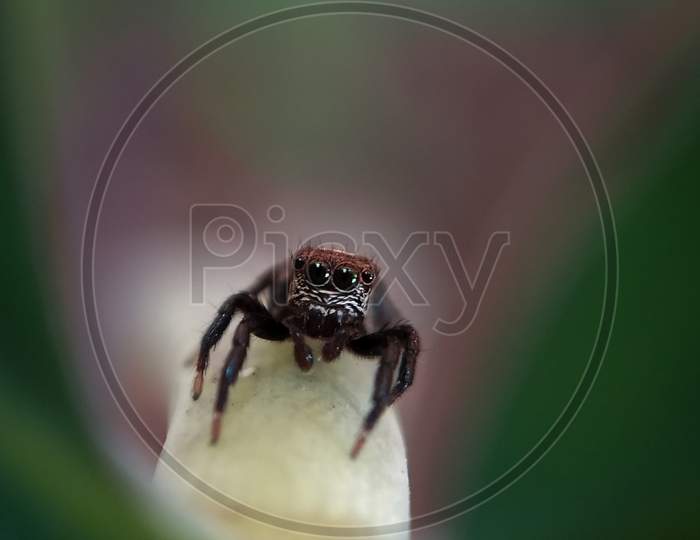 Evarcha jumping spider