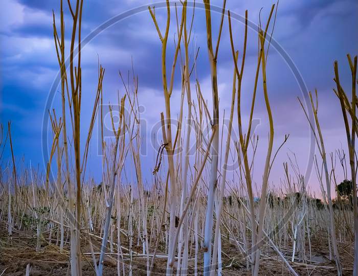 Vertical Shot Of Withered Plants On A Dry Field