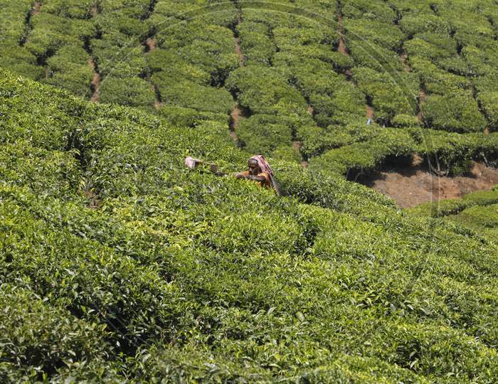 Workers at Tea Plantation Foarm Munnar Kerala India