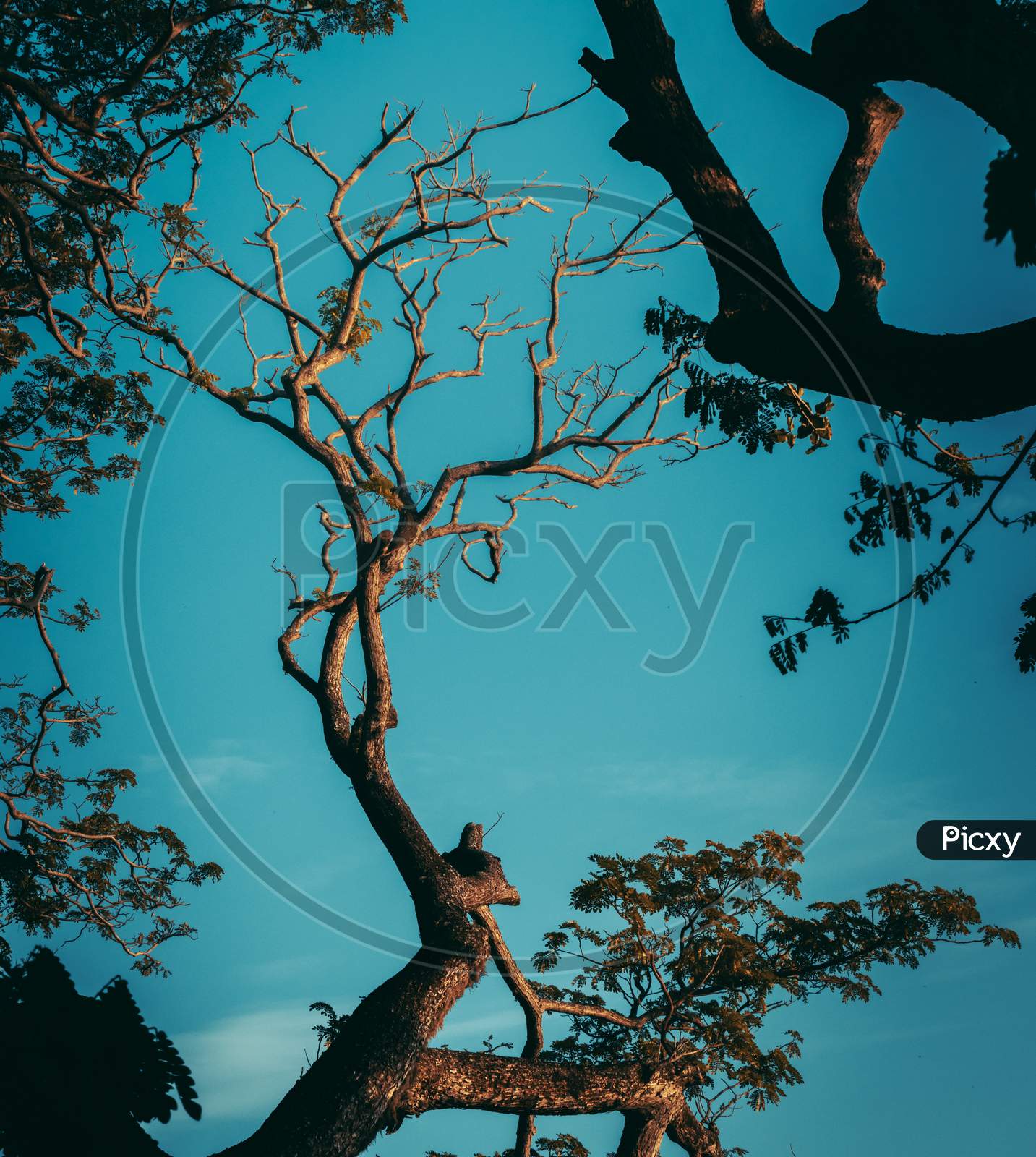 Dark Silhouette Tree Branch And Cool Blueish Tone Evening Sky Photograph, Sunlight Hitting The Top Of The Tree Branches,