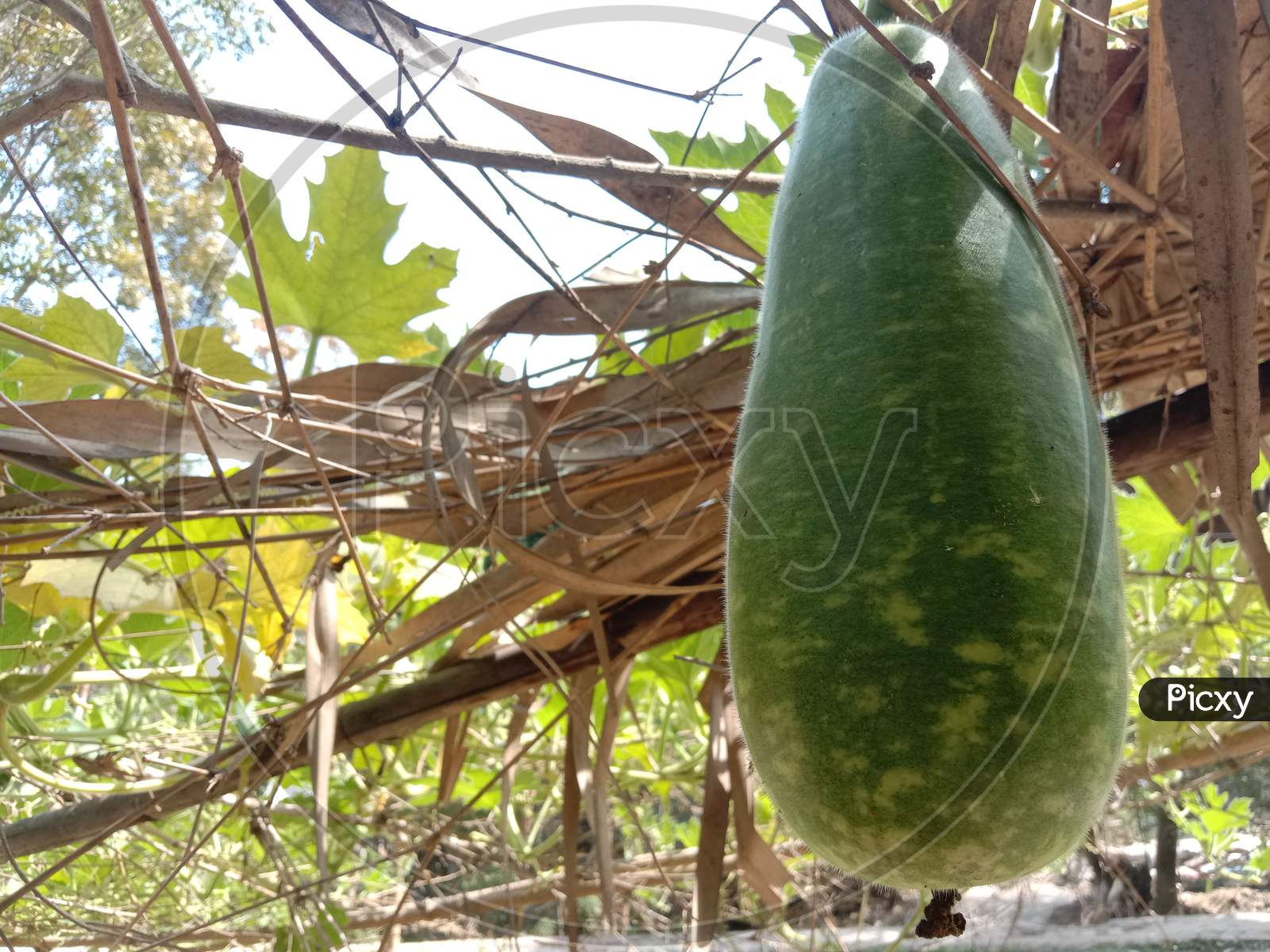 Healthy And Tasty Bottle Gourd On Firm