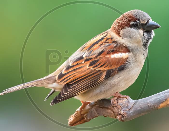 House sparrow jpg image
