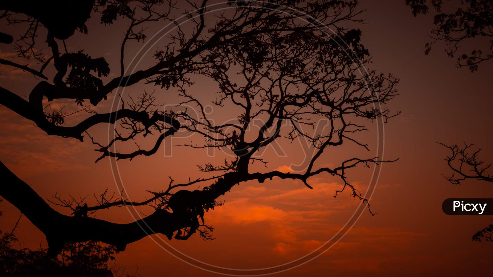 Silhouetted Tree Branch And Beautiful Evening Sky Photograph. Glowing Orange Color In The Sky After The Sundown On The Horizon In Galle Fort Twilight Time,