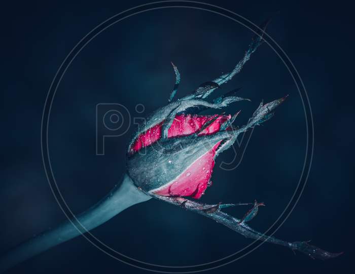 Pink Rose Bud And Long Sepals Close Up Photograph In A Dark Background.