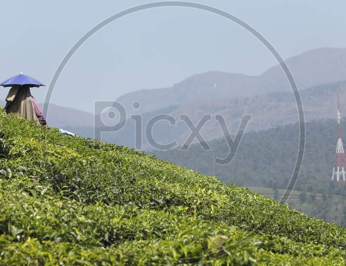 Workers at Tea Plantation Foarm Munnar Kerala India
