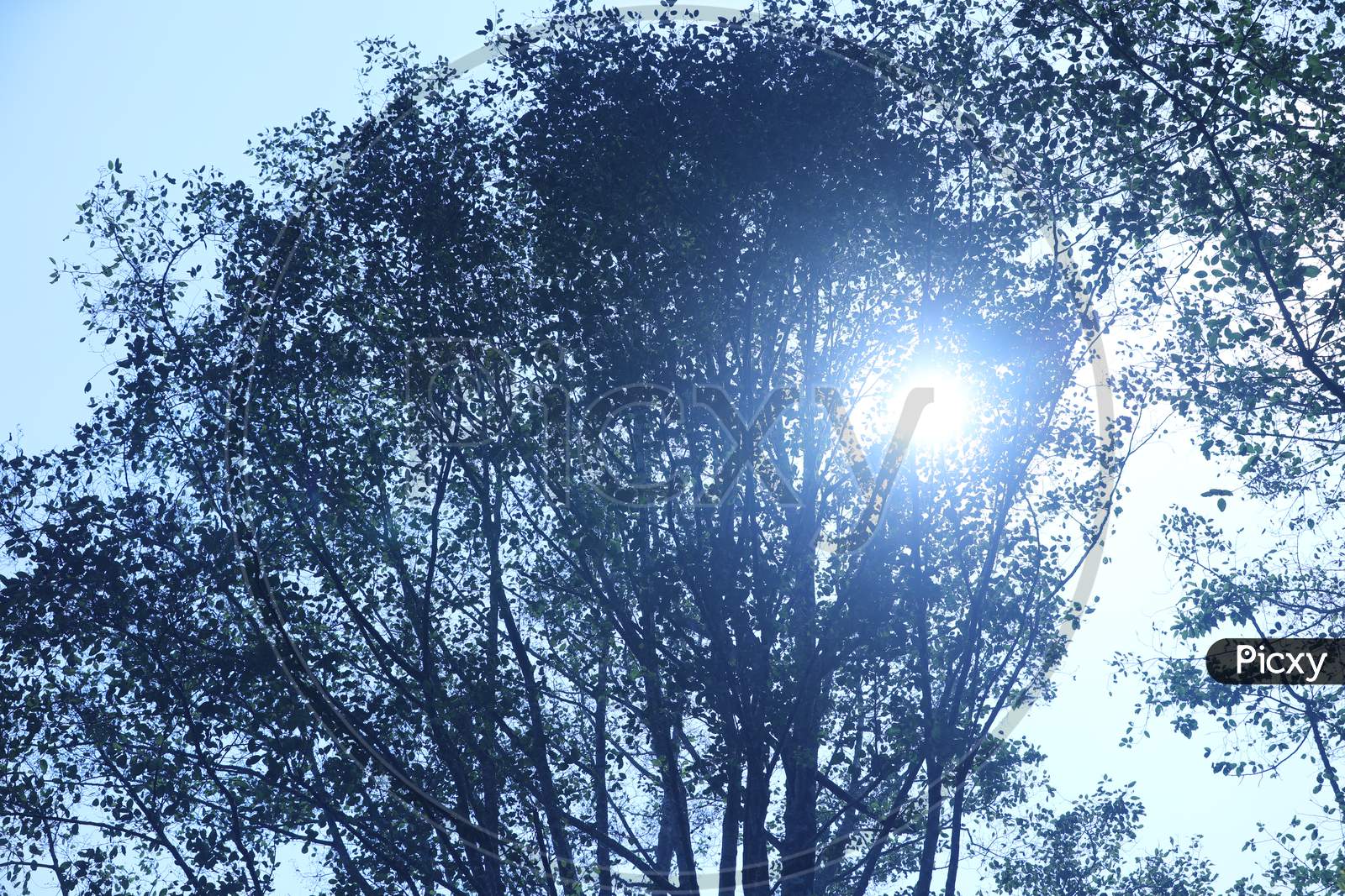 Sun Rays Through Trees