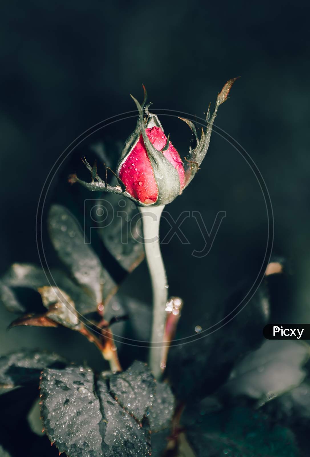 Rose Bud In The Dark Close Up Vertical Photograph,