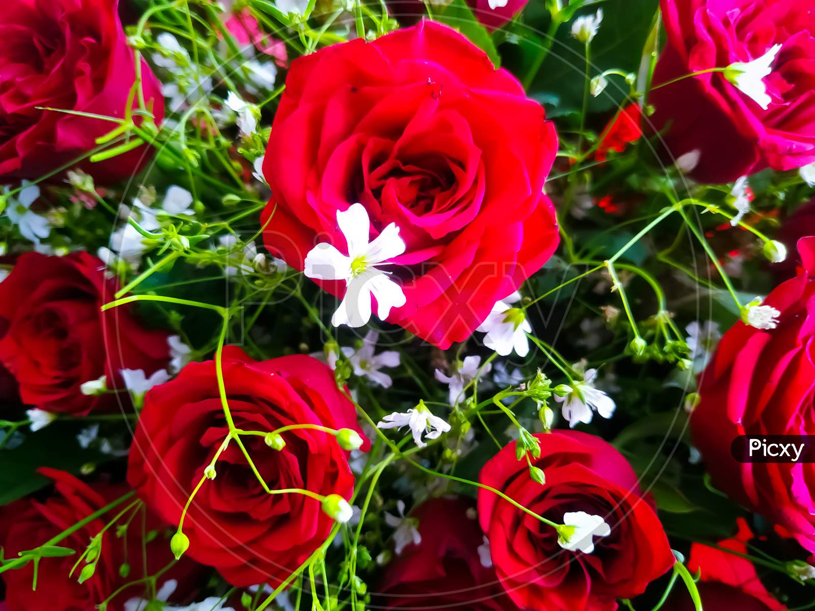 Beautiful Red Roses And Little White Flowers