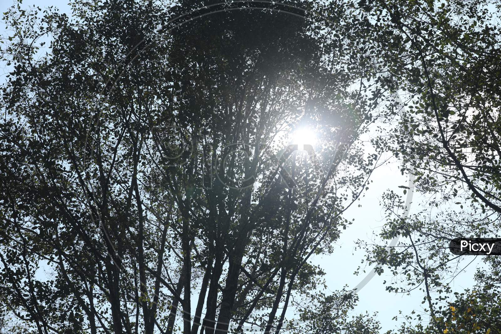 Sun Rays Through Trees