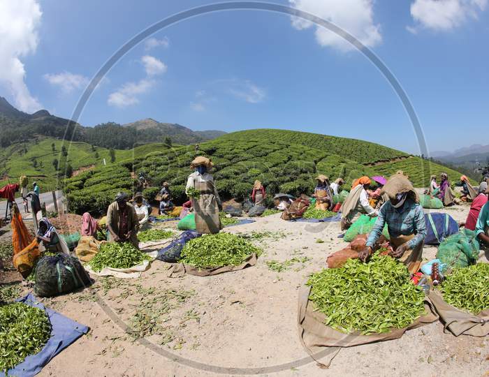 Workers at Tea Plantation Foarm