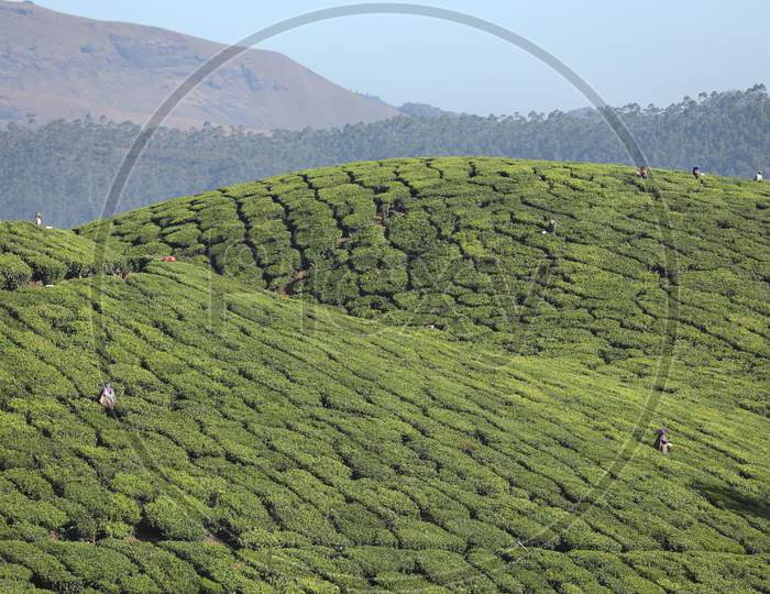Tea Plantation foarm Landscape