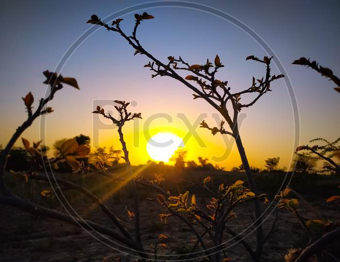 Selective Focus Of Tree Branches At Sunrise