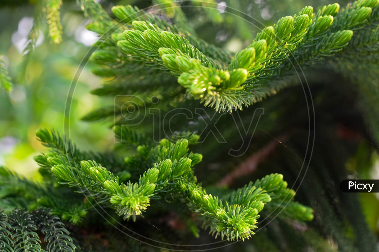 Green Prickly Branches Of A Fur-Tree, Pine.