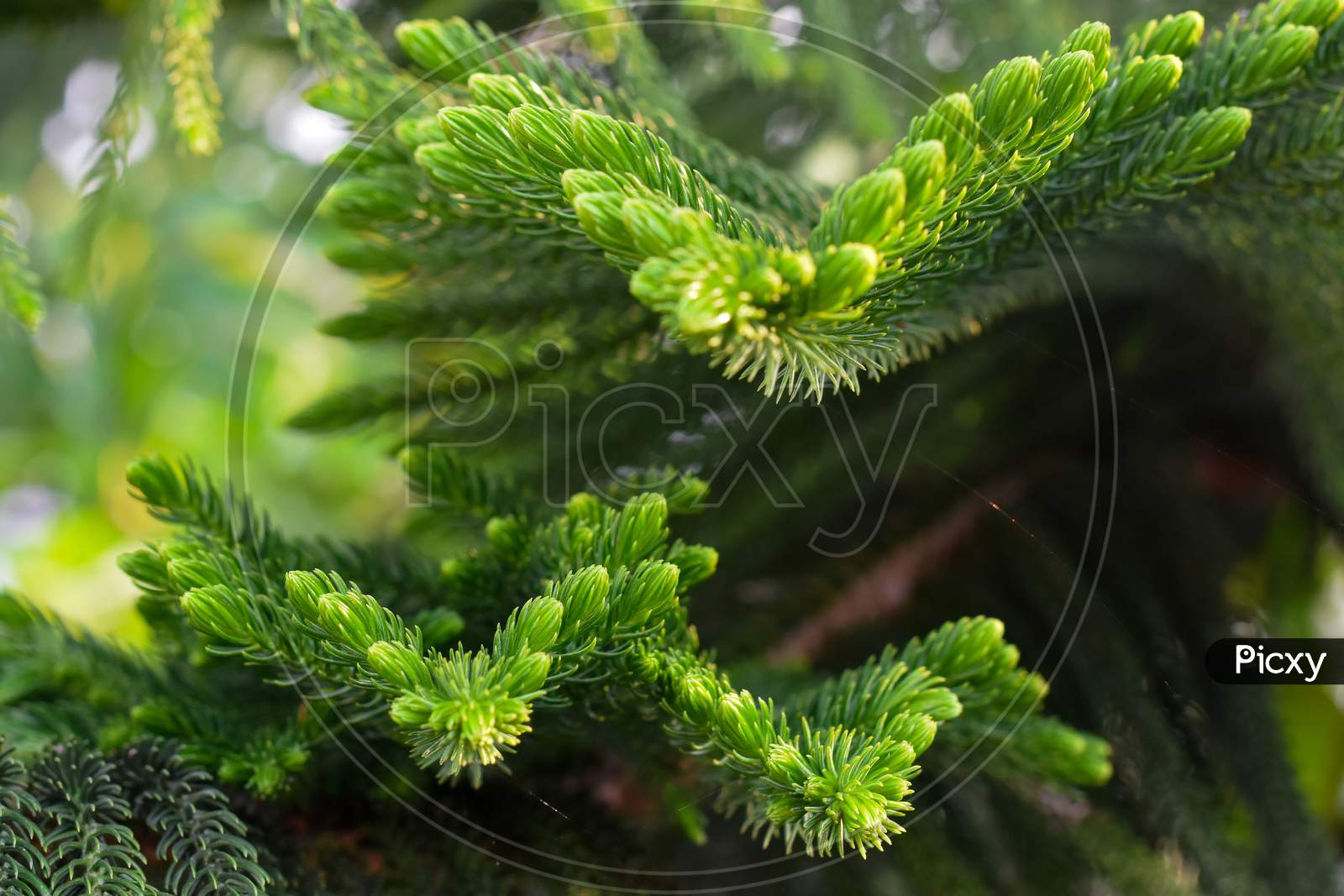 Poster green prickly branches of a fur-tree or pine 