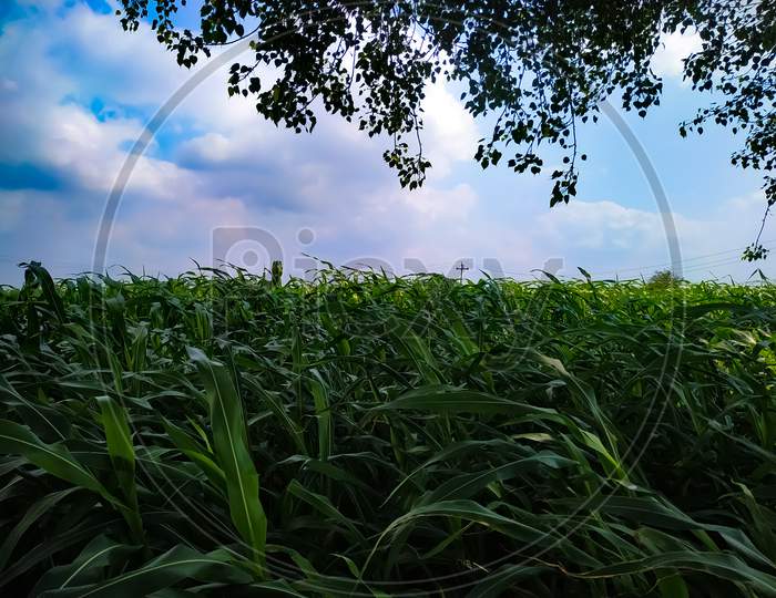 Beautiful Shot Of A Field Under A Blue Cloudy Sky