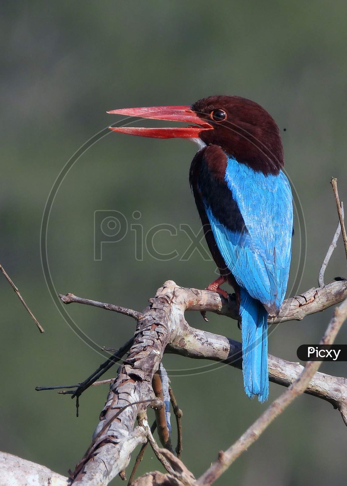 Andaman White-throated Kingfisher - Endemic subspecies