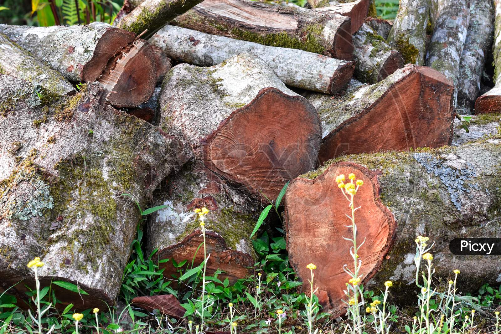 Felled Pine Log Covered With Moss And Lichen, Kalimpong Forest.