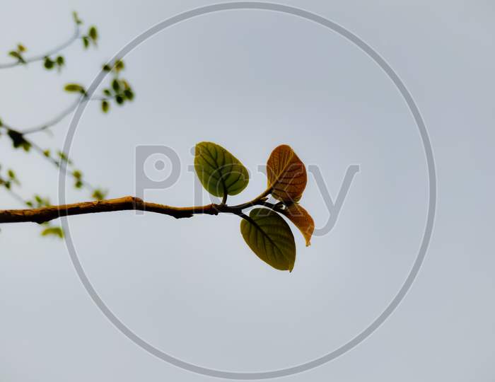 Closeup Shot Of A Tree Branch On A Gloomy Day