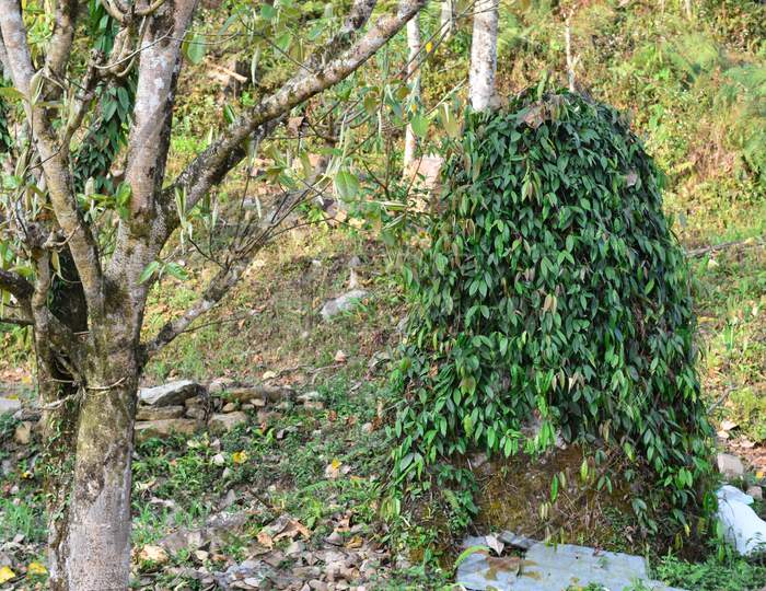 Stone Covered With Green Parasitic Plant In Himalaya Forest.