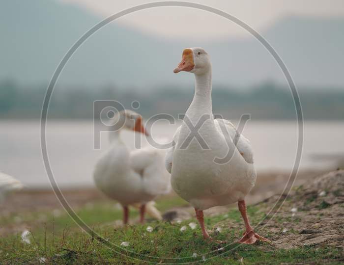 White duck/goose walking near pond