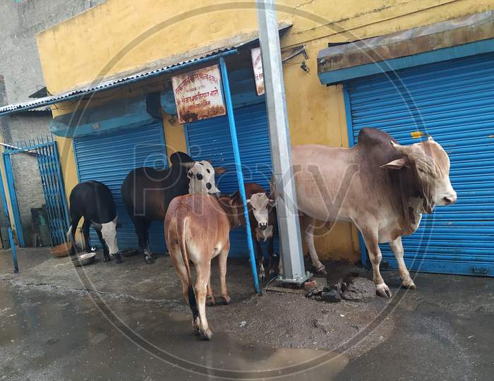 Street cow, bull and their calf staying under shed in rainy days