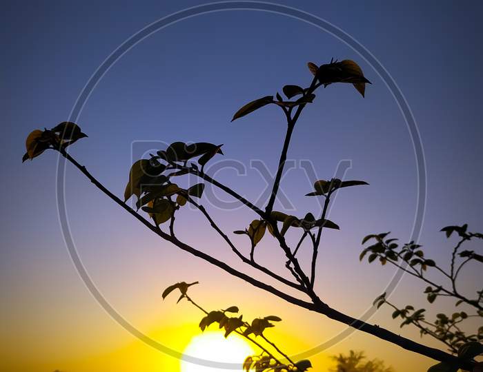 Vertical Shot Of Tree Branches At Sunrise