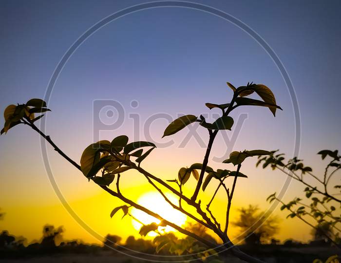 Vertical Shot Of Tree Branches At Sunrise