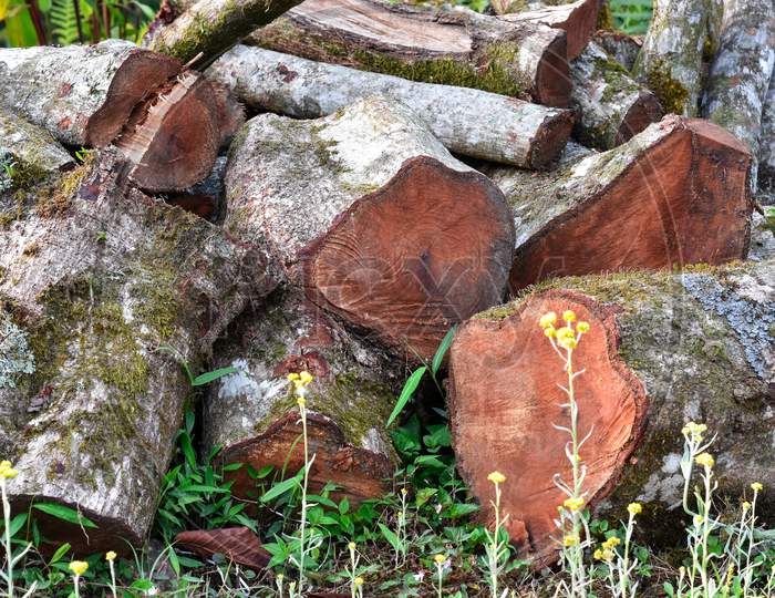 Felled Pine Log Covered With Moss And Lichen, Kalimpong Forest.