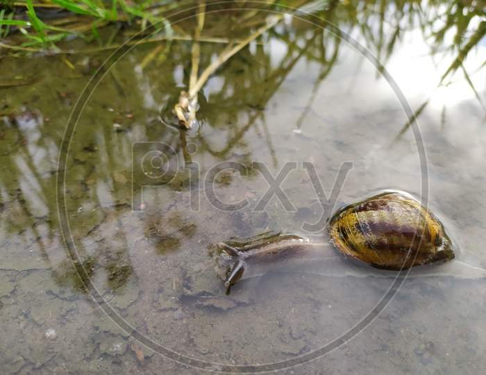 Big grapevine snail in puddle after heavy rain drowning and crawling through the water with tentacles over the water surface and nice reflection on the water as dangerous situation for slugs and snail