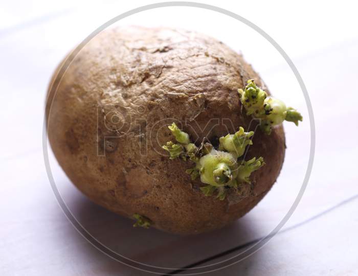 Potato and it's shoots