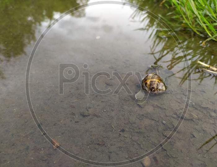 Big grapevine snail in puddle after heavy rain drowning and crawling through the water with tentacles over the water surface and nice reflection on the water as dangerous situation for slugs and snail