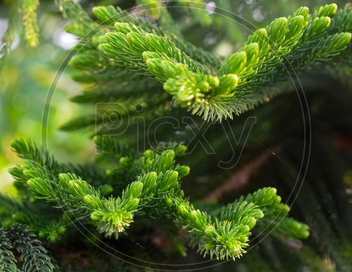 Green Prickly Branches Of A Fur-Tree, Pine.