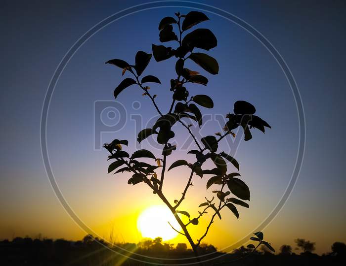 Selective Focus Of Tree Branches At Sunrise