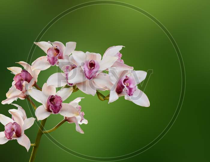 Pink Colour Cymbidium , Commonly Known As Boat Orchid