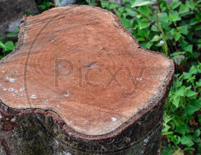 Cross Section Of The Trunk Of A Timber, Red Pattern.