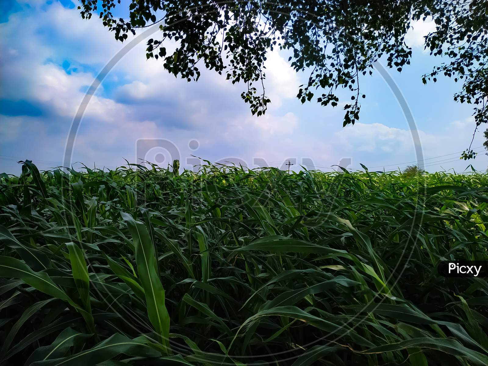 Beautiful Shot Of A Field Under A Blue Cloudy Sky