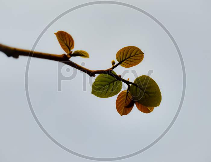 Closeup Shot Of A Tree Branch On A Gloomy Day
