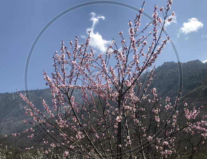 Beautiful peach blossom