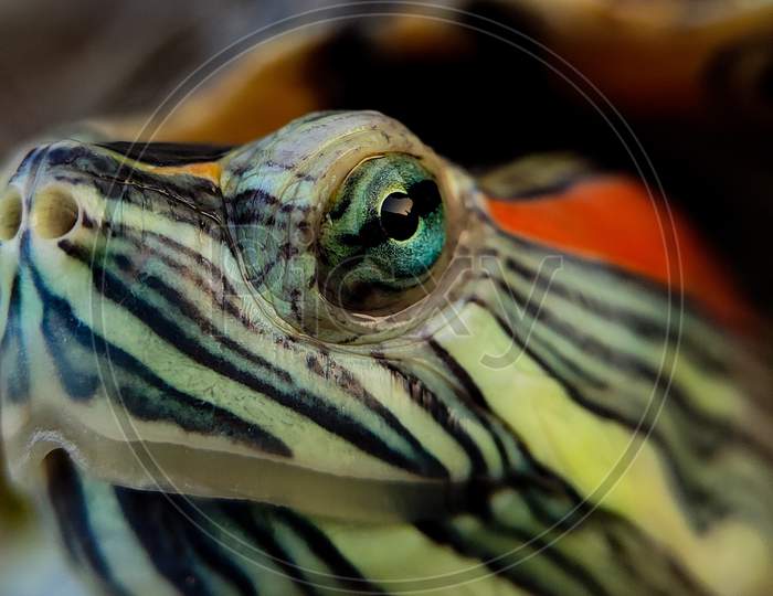 Turtle closeup shot